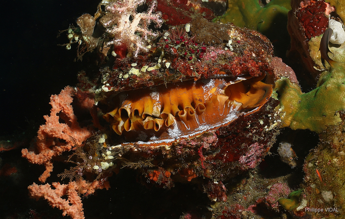 Bali 2016 - Variable thorny oyster - spondyle variable - Spondylus varians - IMG_5823_rc.jpg